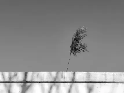 Casino Napoli Mobiele App